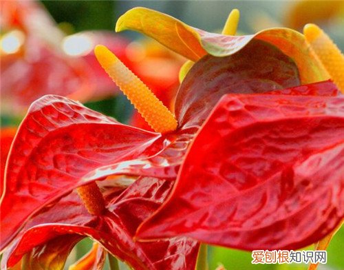 火鹤花花语是什么什么场合适合送红掌花