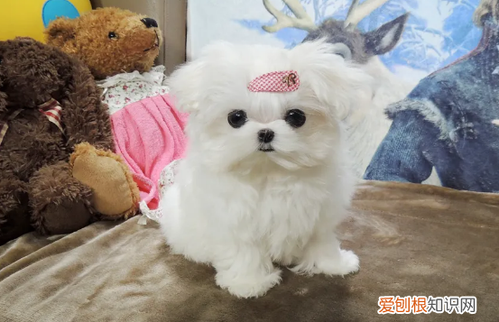 马尔济斯犬图片是不是西施犬 西施犬和马尔济斯犬的区别