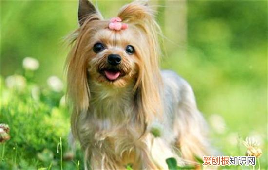 马尔济斯犬图片是不是西施犬 西施犬和马尔济斯犬的区别