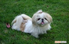 马尔济斯犬图片是不是西施犬 西施犬和马尔济斯犬的区别