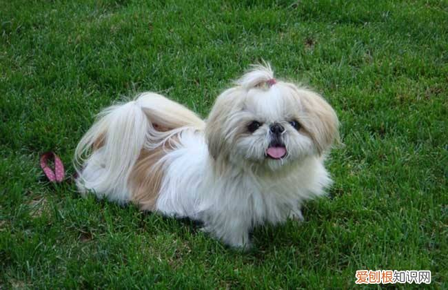 马尔济斯犬图片是不是西施犬 西施犬和马尔济斯犬的区别