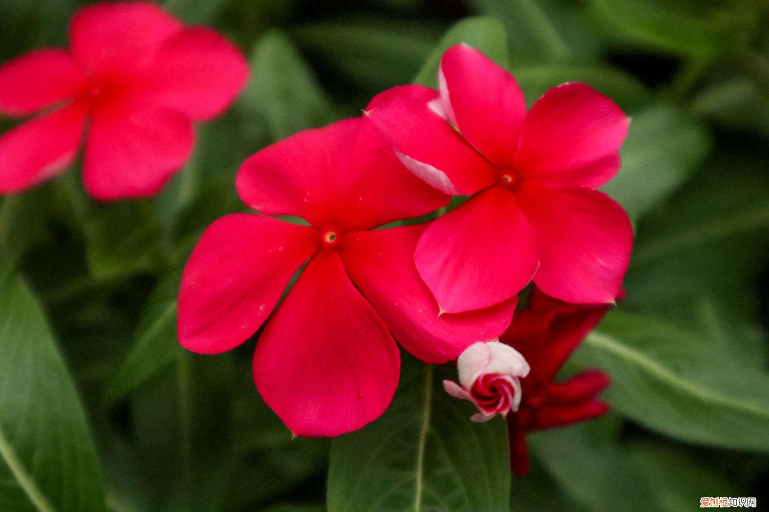 长春花可以用水扦插吗 长春花扦插方法,怎么水培生根