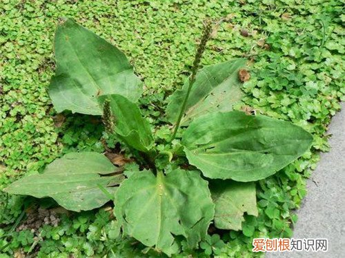 车前草的副作用有哪些 车前草哪些禁忌