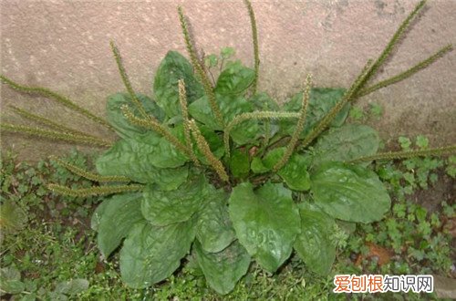 车前草的副作用有哪些 车前草哪些禁忌