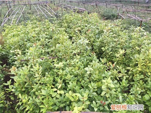 八角树苗批发价格 八角茴香介绍及前景解析