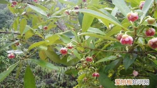八角树苗批发价格 八角茴香介绍及前景解析