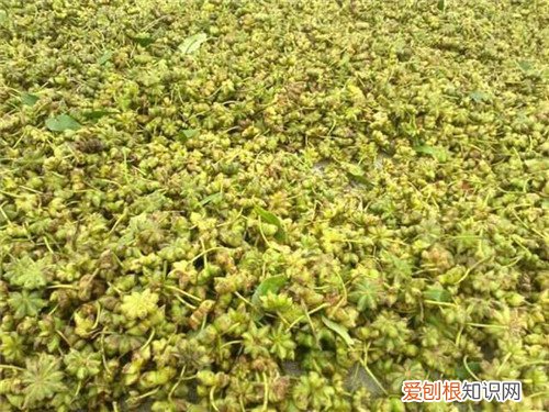 八角树苗批发价格 八角茴香介绍及前景解析