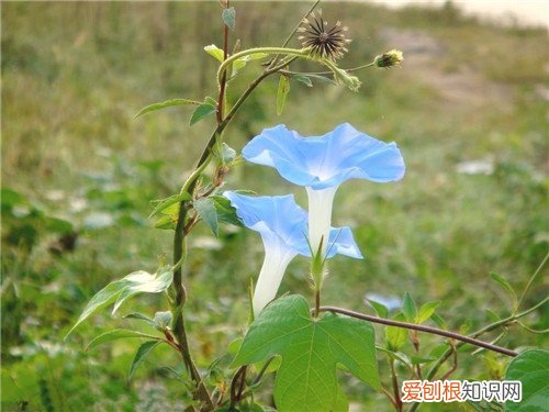 牵牛花的资料详解 牵牛花的养殖方法介绍