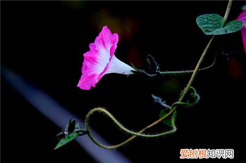 牵牛花的资料详解 牵牛花的养殖方法介绍