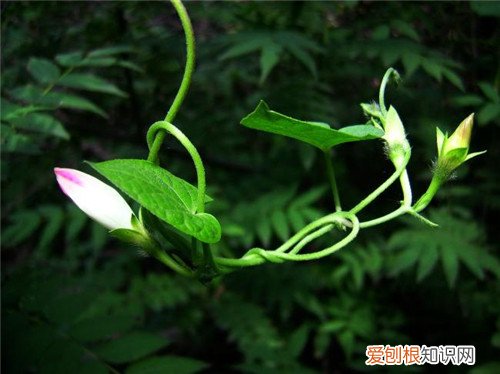 牵牛花的资料详解 牵牛花的养殖方法介绍
