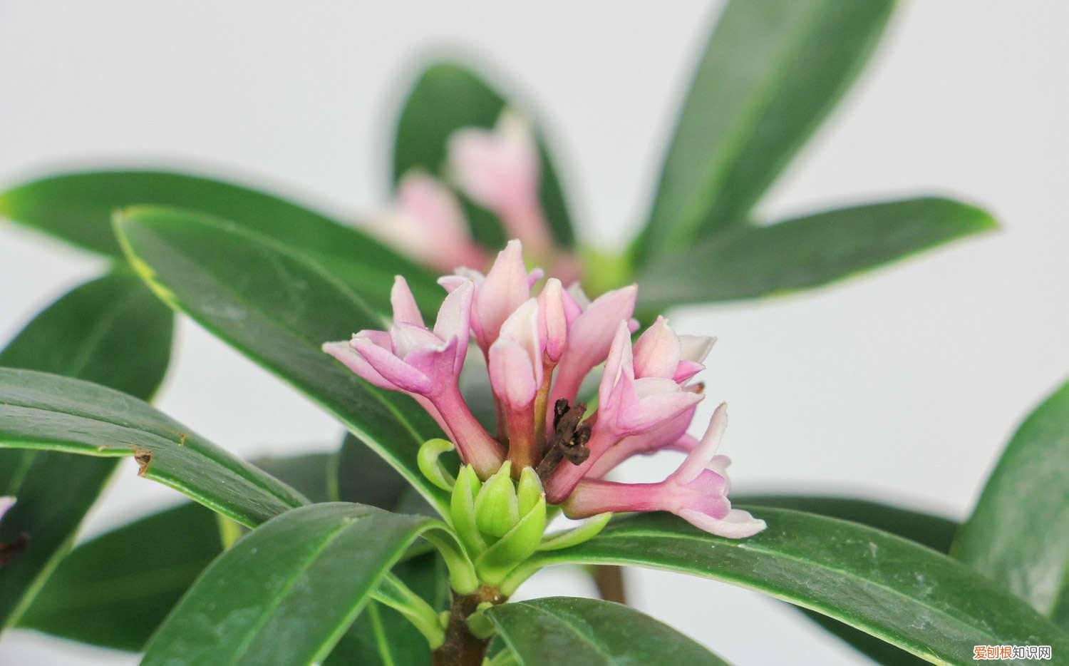 夏季养瑞香应注意什么 瑞香冬天的养殖方法和注意事项