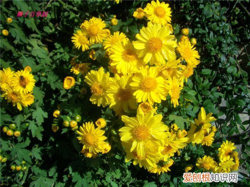 黄菊花的功效与作用及食用禁忌 黄菊花和白菊花的区别