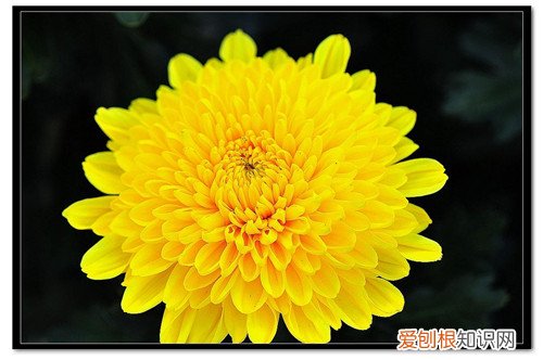 黄菊花的功效与作用及食用禁忌 黄菊花和白菊花的区别