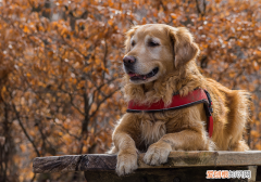 狗狗眼里看到的世界是什么样子 狗狗看到的世界是什么样子