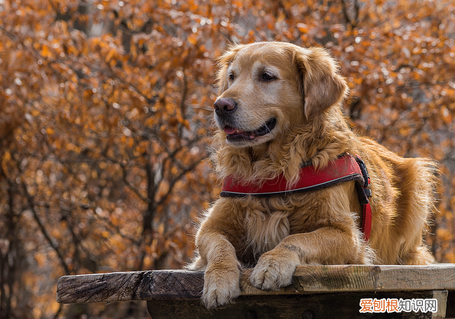 狗狗眼里看到的世界是什么样子 狗狗看到的世界是什么样子