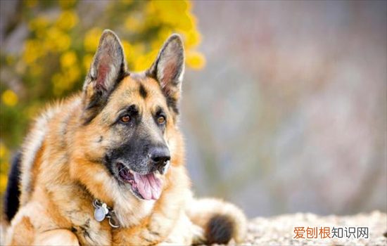 怎样辨别德牧幼犬纯种 德牧幼犬怎么看纯不纯种