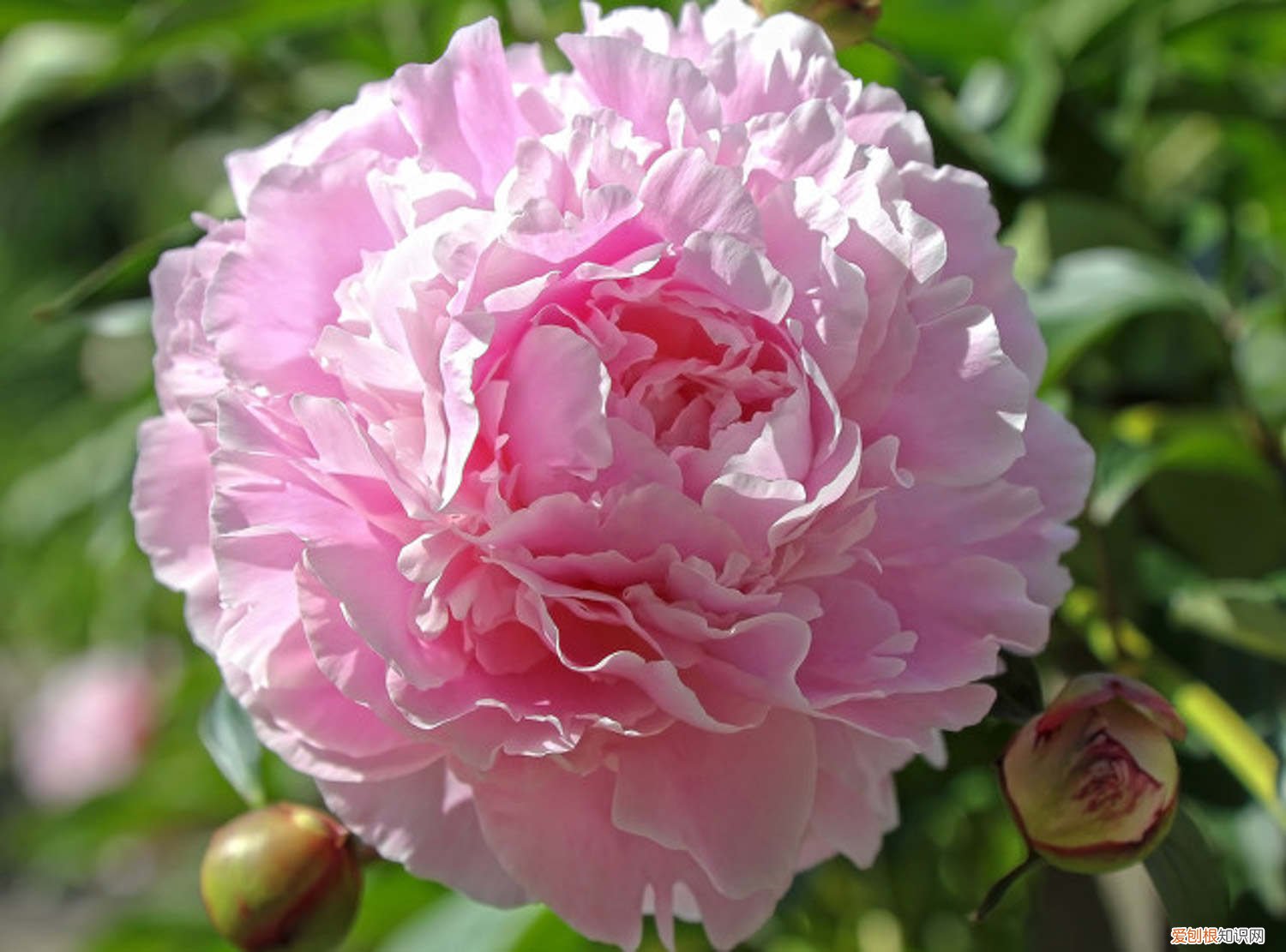 芍药花什么时候种植,怎么种植好 芍药花什么时候种植，怎么种植