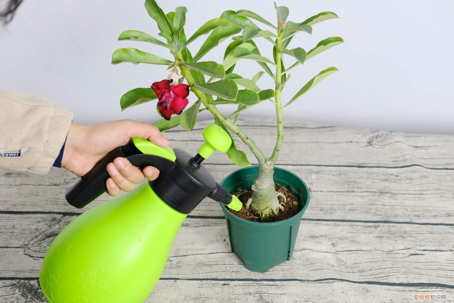 沙漠玫瑰冬天如何养护能开花 沙漠玫瑰冬天如何养护