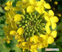 油菜花粉的功效及服用注意事项 前列腺患者不能不知