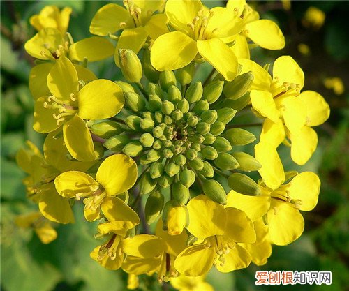 油菜花粉的功效及服用注意事项 前列腺患者不能不知