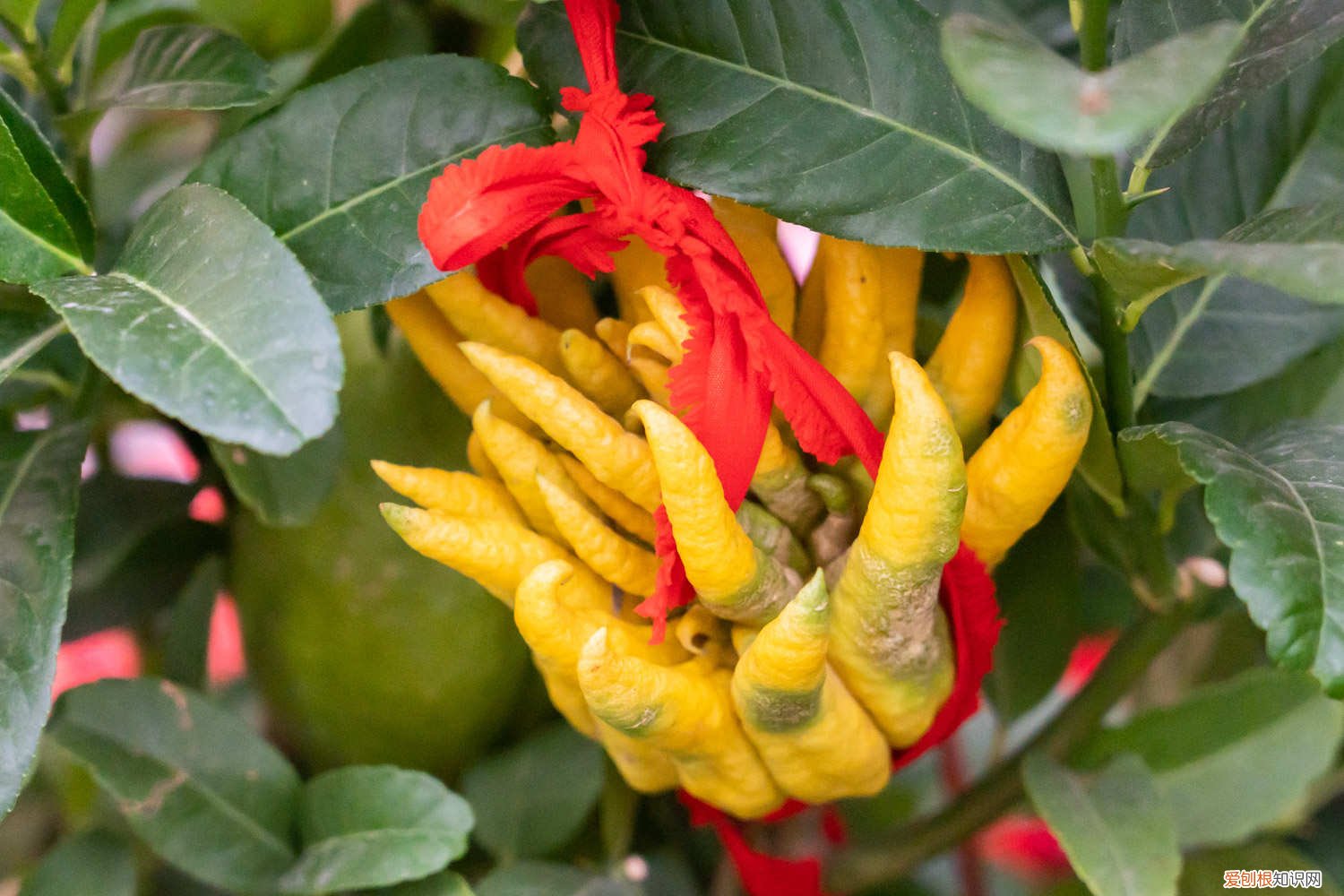 佛手花的家庭养殖方法多肉 佛手花的家庭养殖方法
