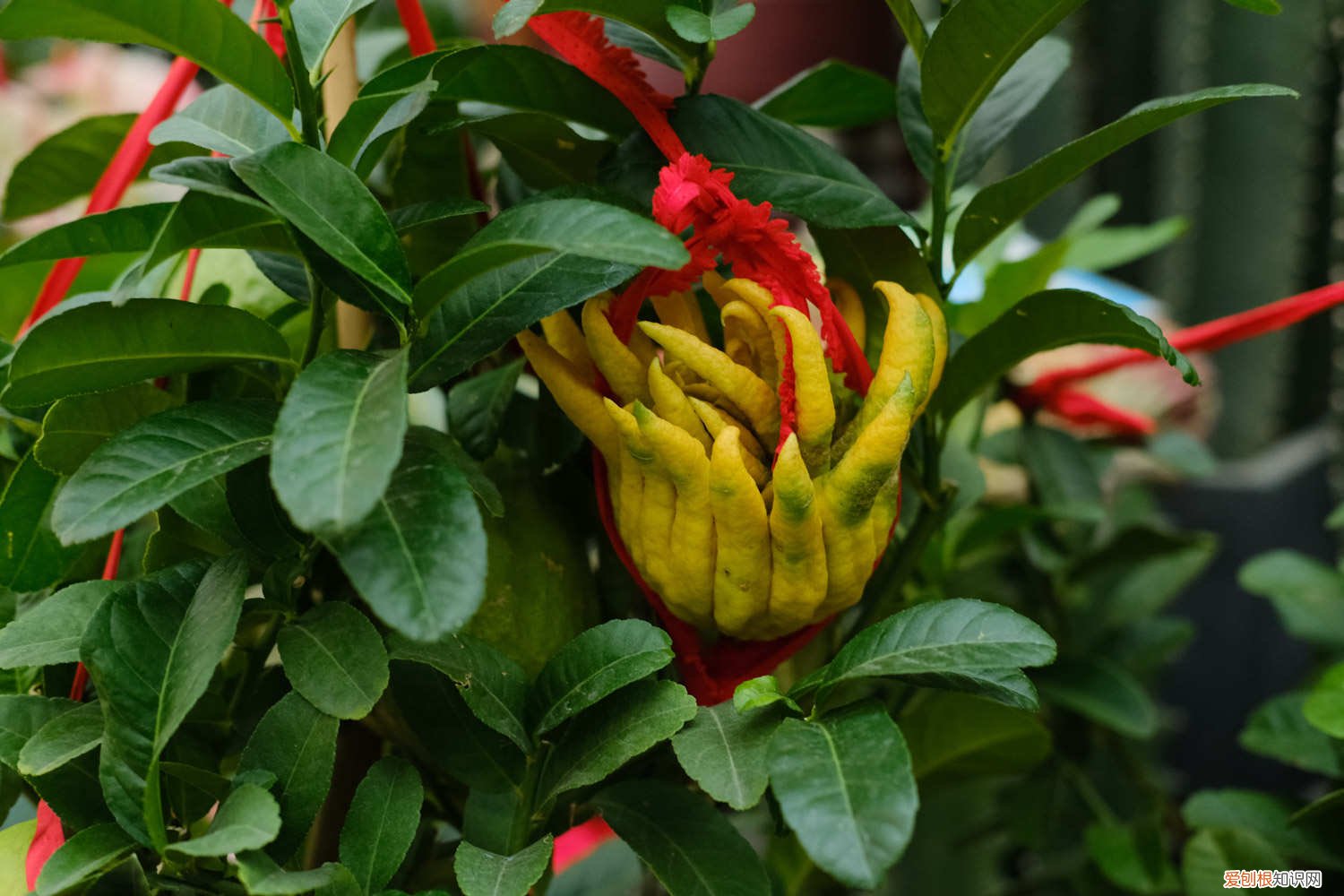 佛手花的家庭养殖方法多肉 佛手花的家庭养殖方法