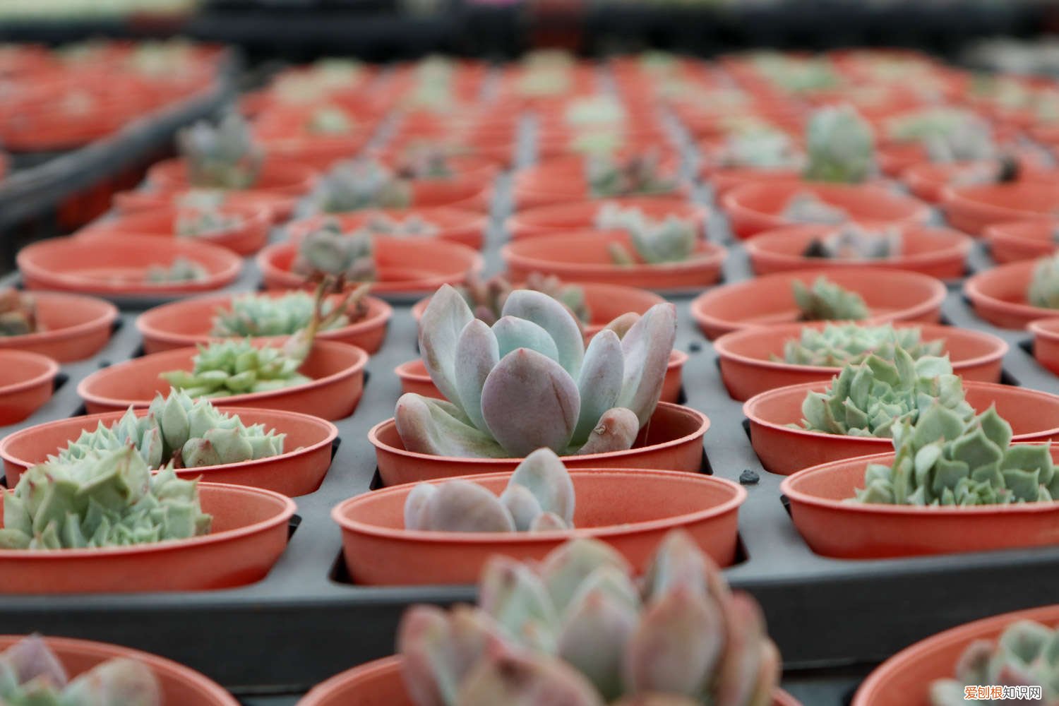 多肉冬天能露天养吗 多肉冬天怎么养护,可以露天养吗