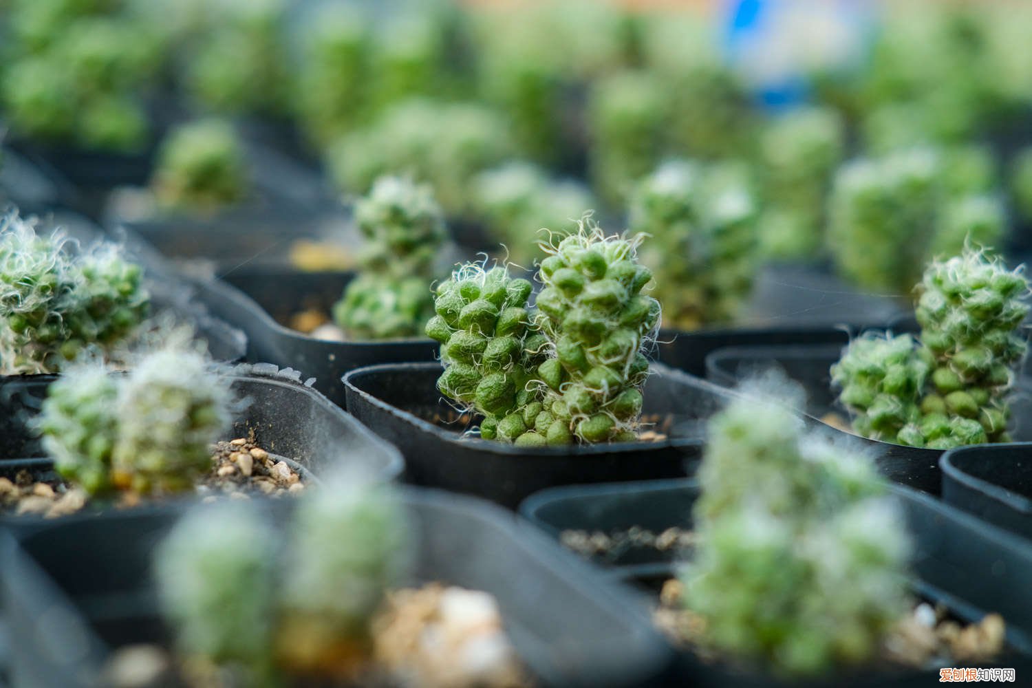 多肉冬天能露天养吗 多肉冬天怎么养护,可以露天养吗