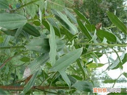 珍稀树种有哪些 国内珍贵树种排名