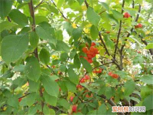 珍稀树种有哪些 国内珍贵树种排名