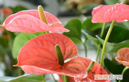 马蹄莲的花语是什么马蒂莲能不能放在家中