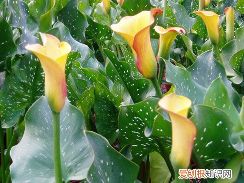 马蹄莲的花语是什么马蒂莲能不能放在家中