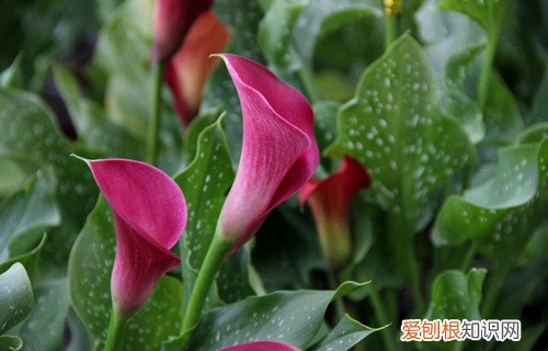 马蹄莲的花语是什么马蒂莲能不能放在家中