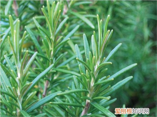 迷迭香的功效与作用及食用方法 迷迭香怎么养