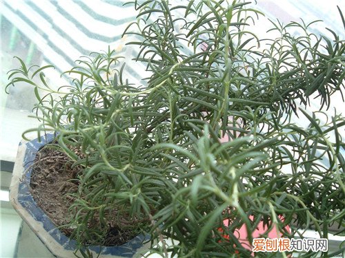 迷迭香的功效与作用及食用方法 迷迭香怎么养