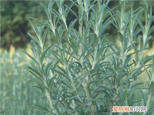 迷迭香的功效与作用及食用方法 迷迭香怎么养