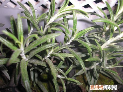 迷迭香的功效与作用及食用方法 迷迭香怎么养