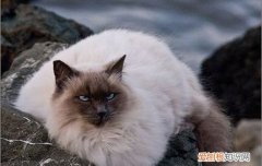 猫喜欢有伴儿吗 猫希望有个伴吗