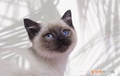 暹罗猫怎么看品相图解 暹罗猫怎么看品相