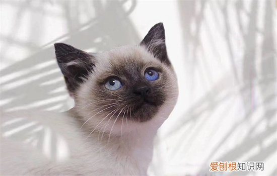 暹罗猫怎么看品相图解 暹罗猫怎么看品相