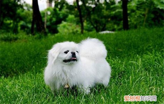 ?京巴犬智商相当于几岁孩子