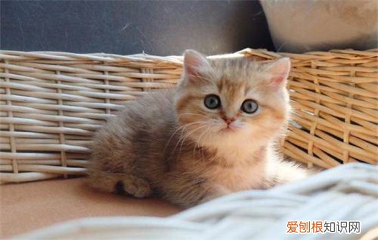 金渐层银渐层有什么区别 金渐层和银渐层的区别