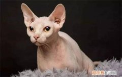 斯芬克斯猫好吗 斯芬克斯猫寿命多长