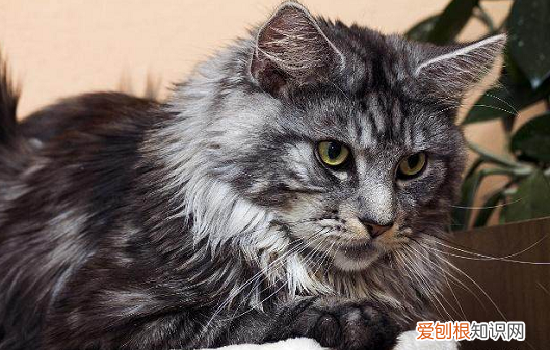 缅因猫不活泼 缅因猫性格温顺吗