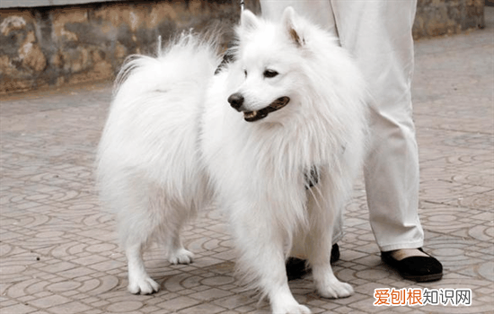 ?为什么银狐很少有人养