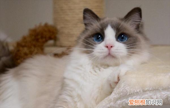布偶猫的眼睛都是蓝色的吗为什么 布偶猫的眼睛都是蓝色的吗