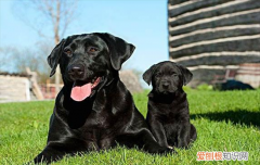 ?拉布拉多怎么看纯不纯幼犬