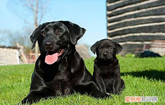 ?拉布拉多怎么看纯不纯幼犬