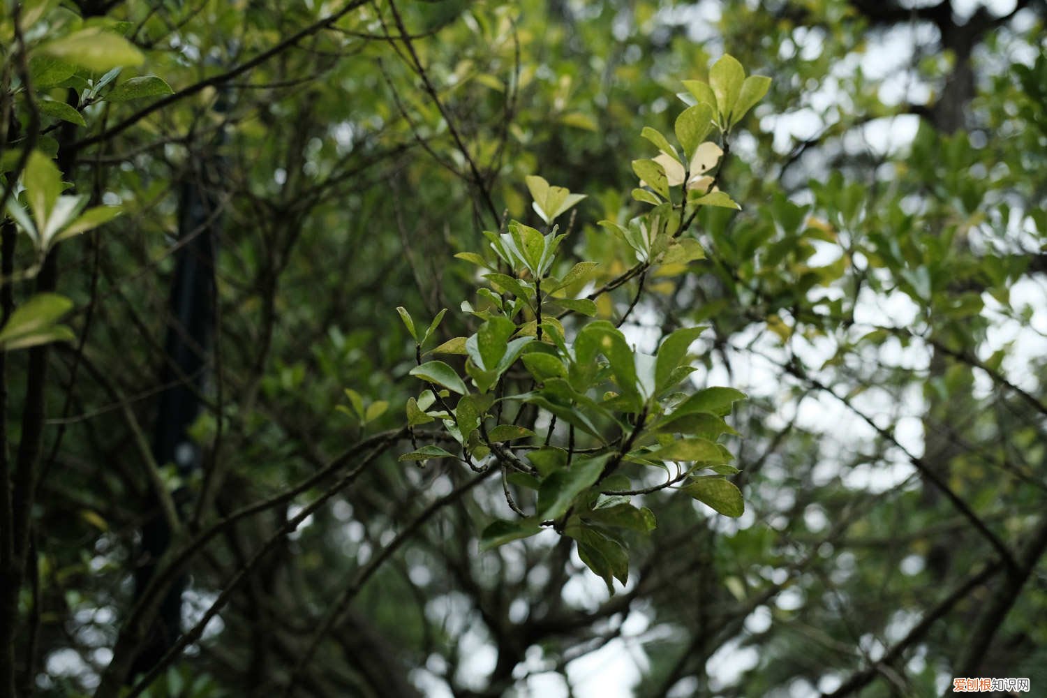 北美冬青的养护方法和管理 北美冬青的养护方法