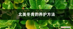 北美冬青的养护方法和管理 北美冬青的养护方法